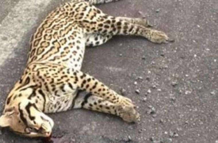 Continúan las muertes de fauna silvestre en las vías del Departamento. En Saravena fue arrollado por un vehículo un tigrillo.