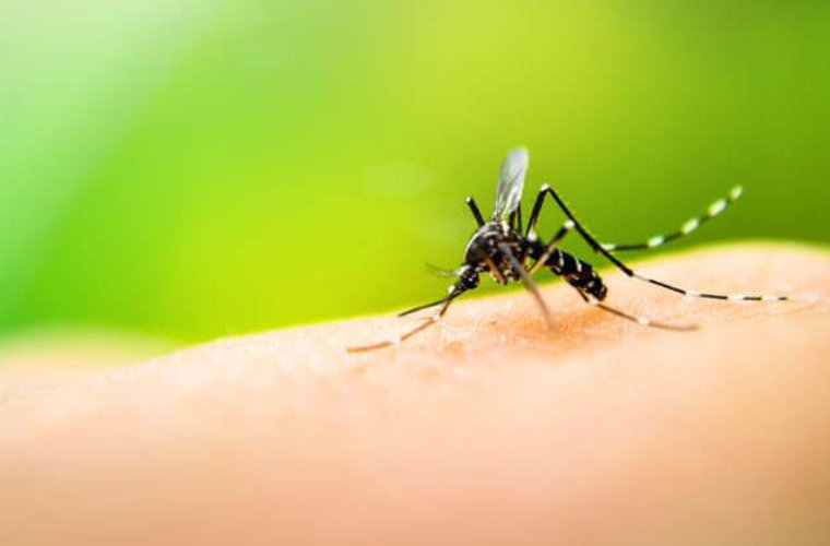 Se dispararon casos de dengue en Arauca. Iniciaron acciones preventivas y Fortul encabeza las estadísticas