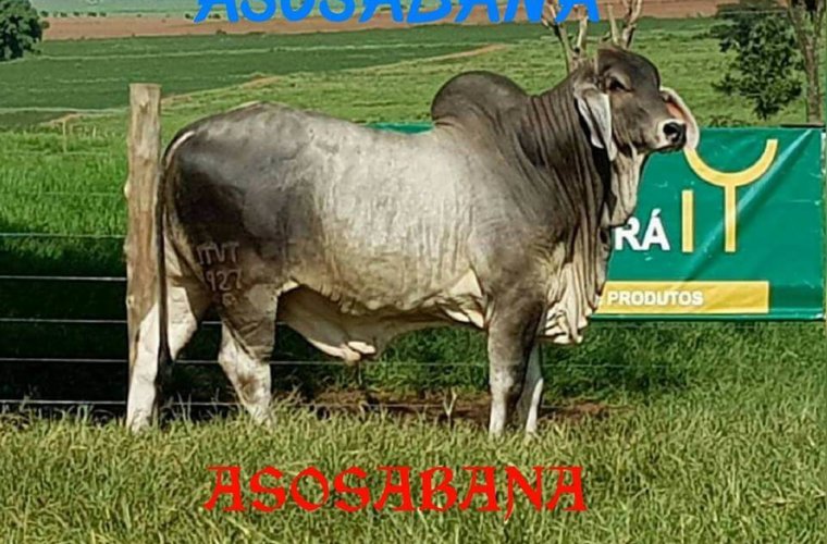 Asociación de ganaderos de la Sabana tampoco participara del ciclo de revacunación contra la fiebre aftosa programado por el ICA.