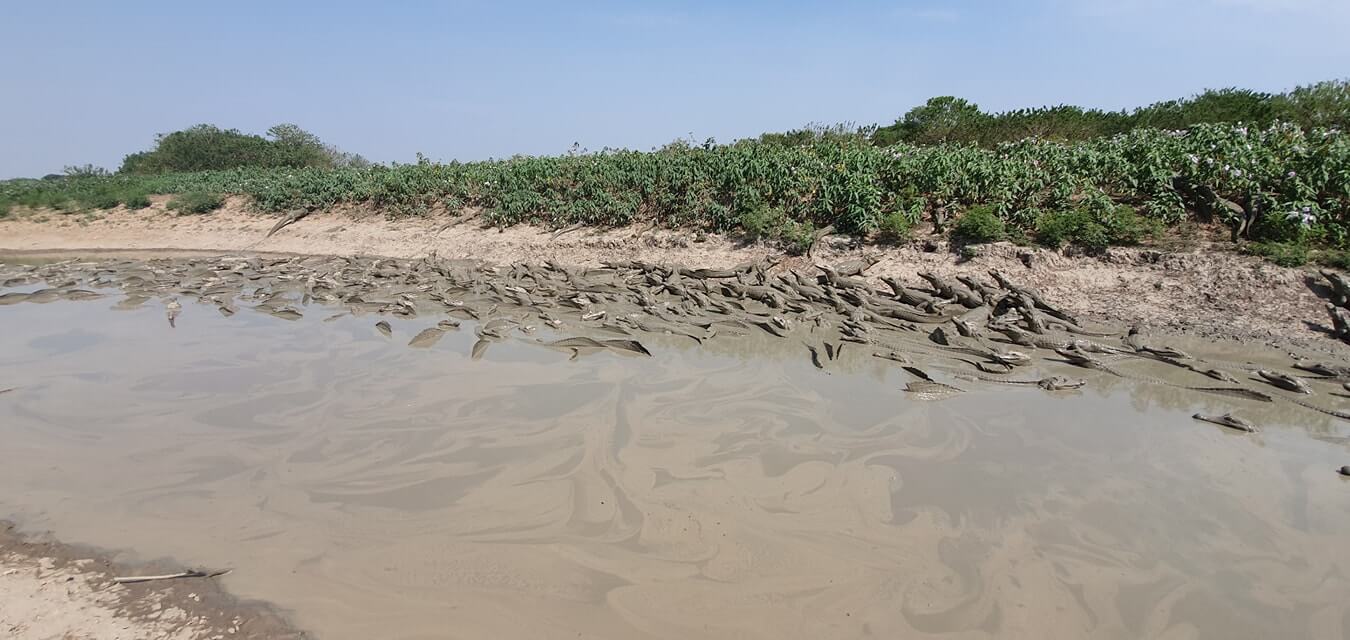 Decenas de babillas mueren de sequía en la vereda Matal de Flor Amarillo. Autoridades ambientales instalarán hoy puntillo de agua en el sector.